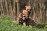 BORDER TERRIER 128